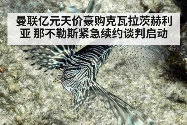 曼联亿元天价豪购克瓦拉茨赫利亚 那不勒斯紧急续约谈判启动